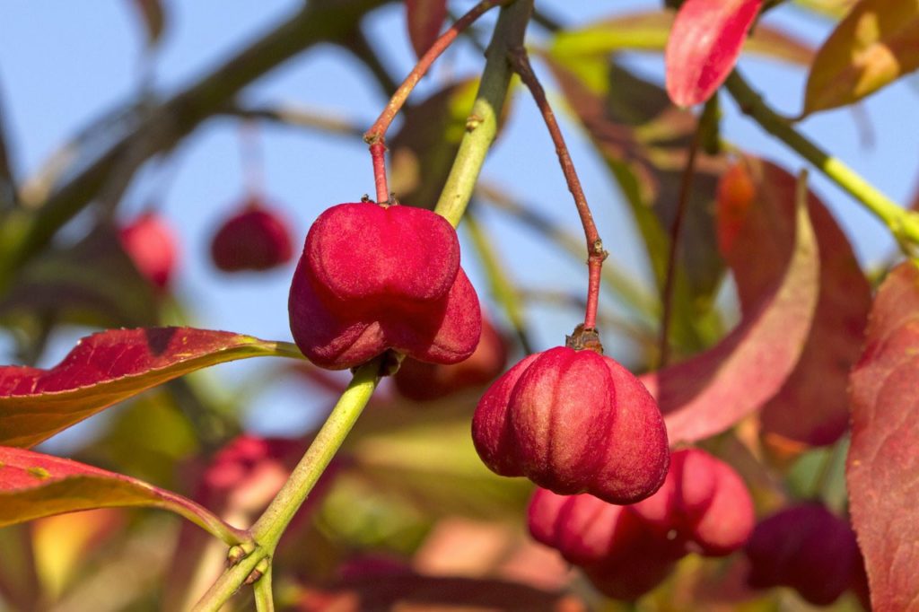 Arbustes en automne