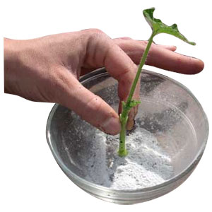 Hormone de bouturage