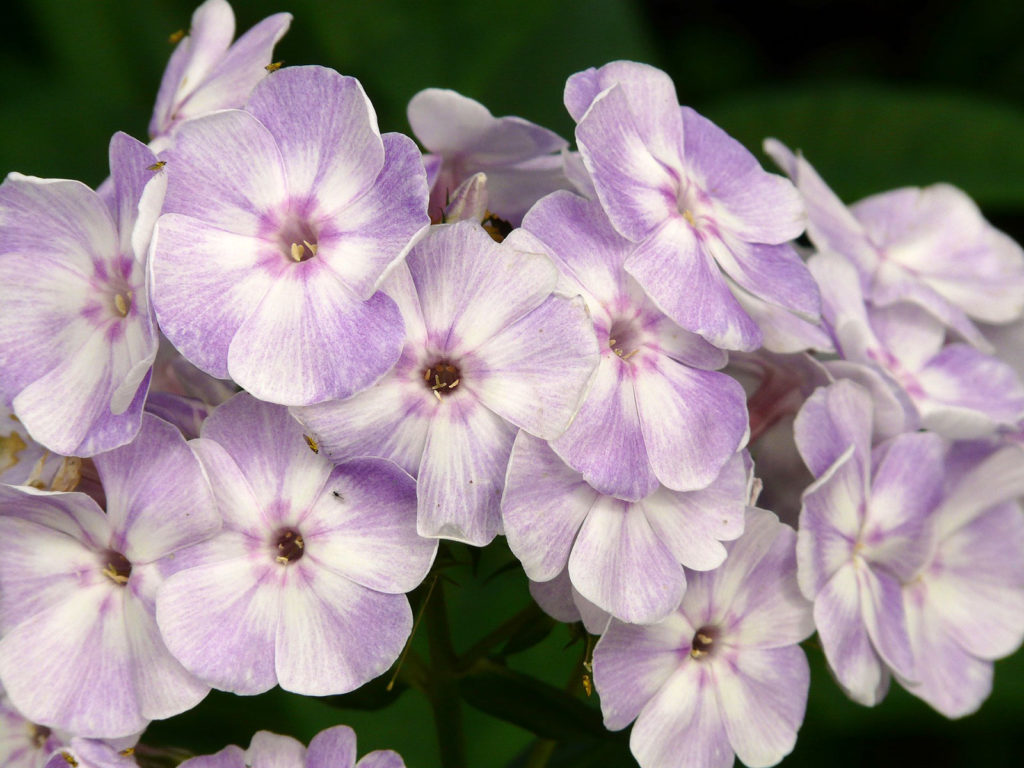 Plantes pour bordure naturelle