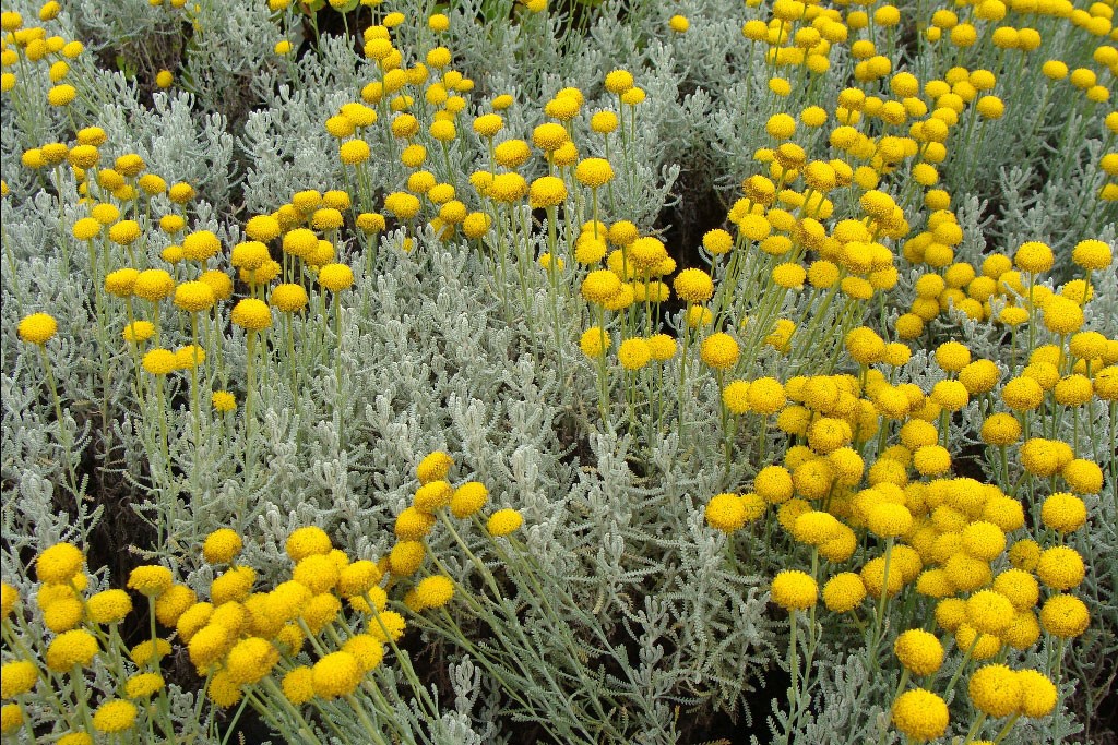 Plantes pour bordure naturelle