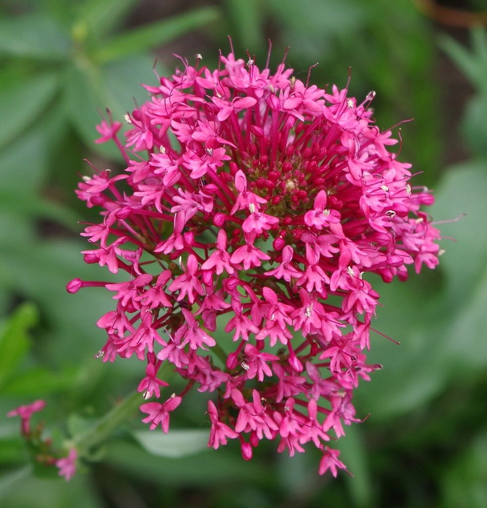Plantes pour bordure naturelle