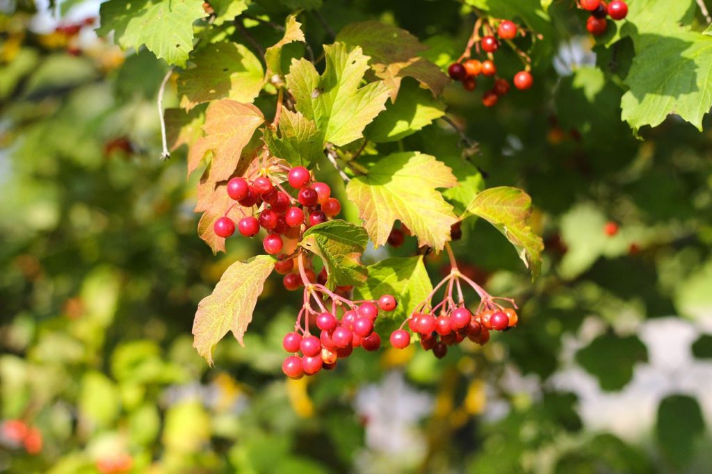 Arbustes en automne