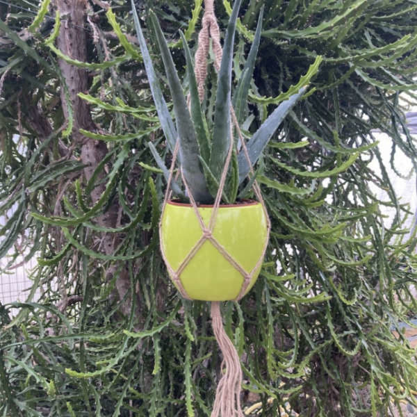 Aloe vera avec cache-pot vert