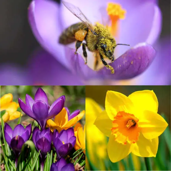 Banquet pour abeilles bio