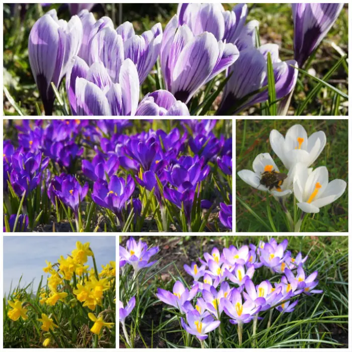 Banquet pour abeilles