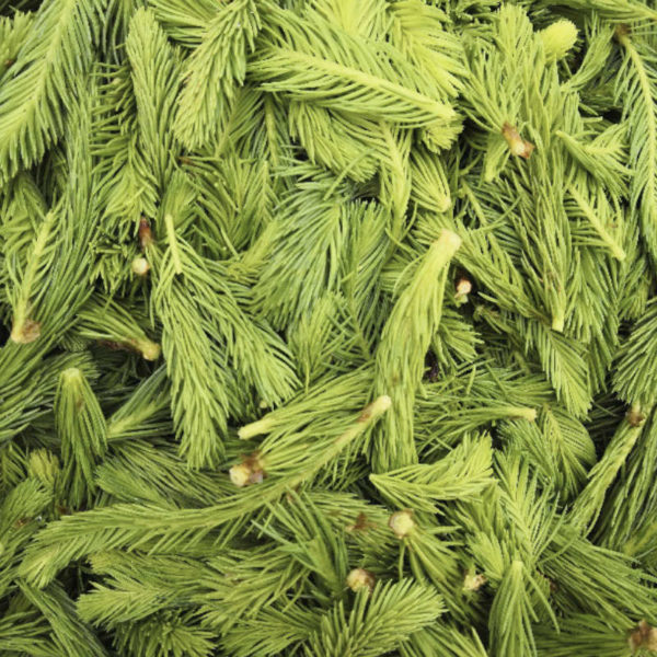 Sinaigre de sapin bio (condiment à base de vinaigre) – Image 2