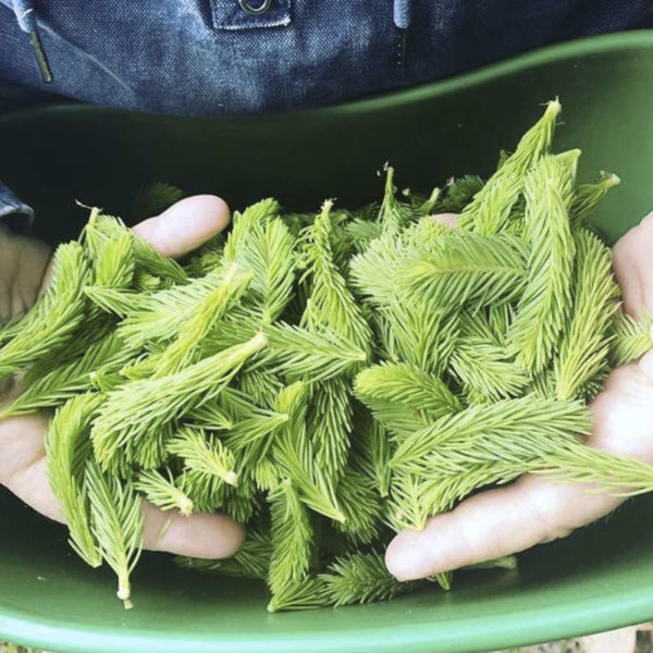 Sinaigre de sapin bio (condiment à base de vinaigre) – Image 3