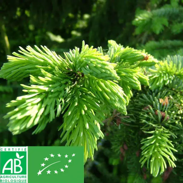 Bourgeons de sapin bio