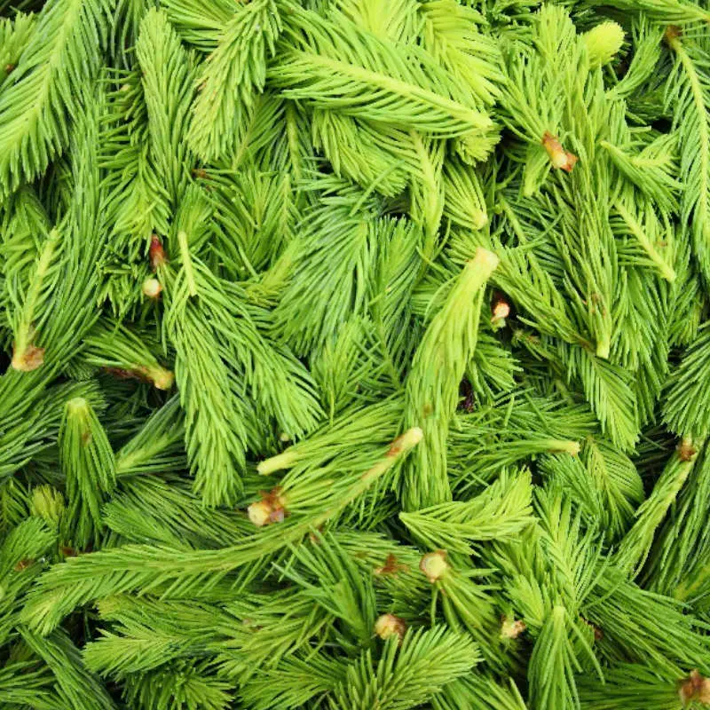 Bourgeons de sapin bio