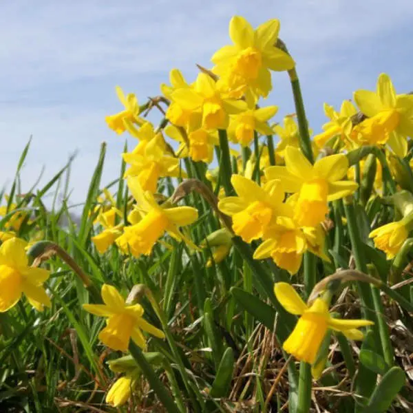 Mix de narcisses bio