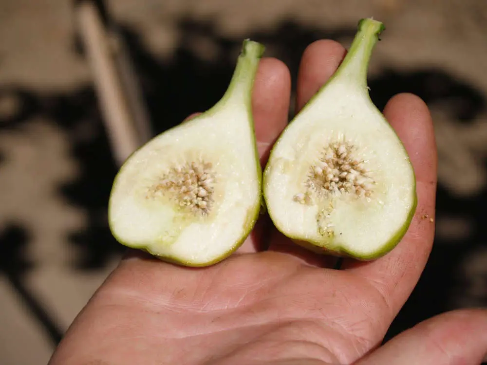 Figuiers des P&eacute;pini&egrave;res Prunier