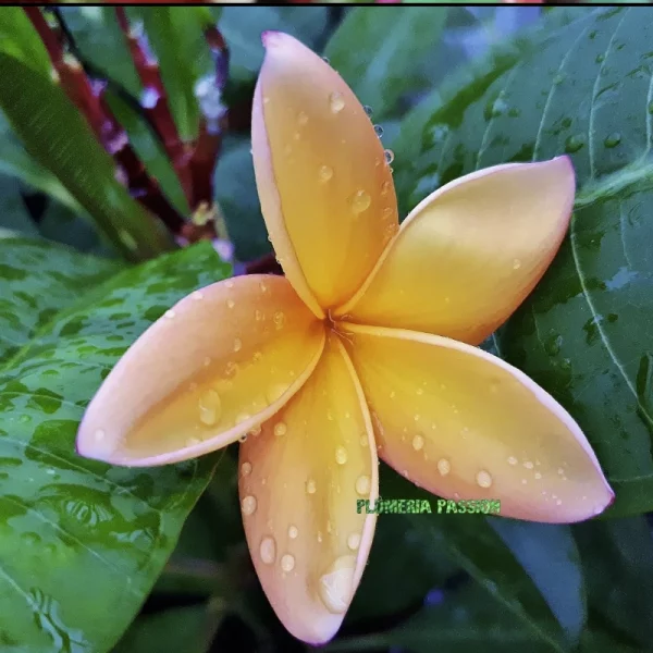 Fleur de frangipanier