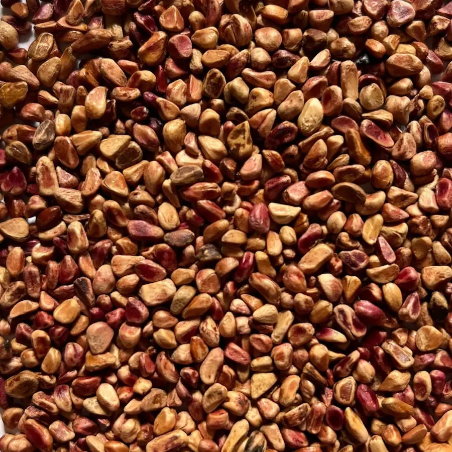 Graines rosa pimpinellifolia des Semences du Puy