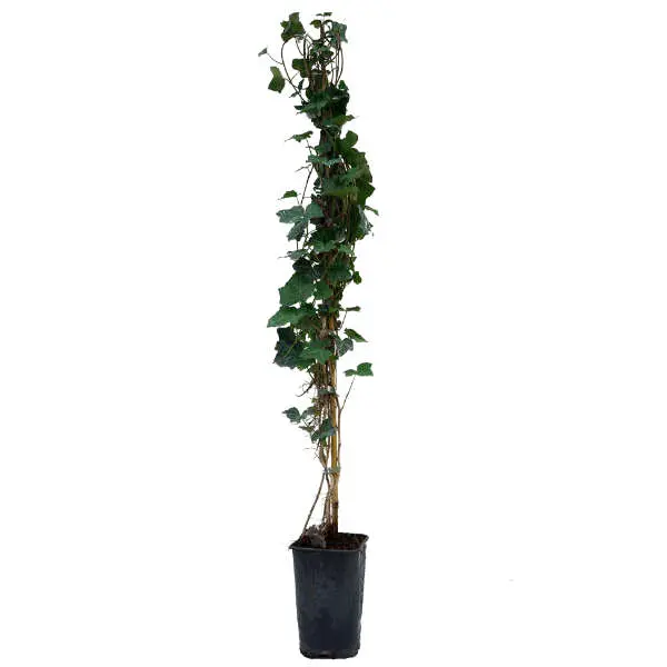 Lierre d'Irlande en pot de 3 L