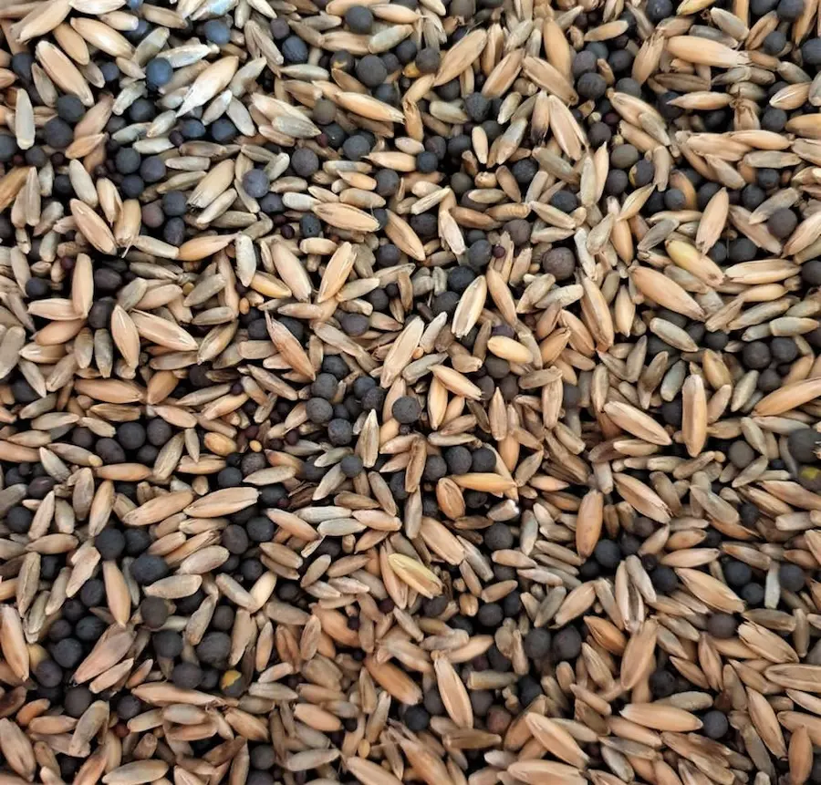 M&eacute;lange automnal des Semences du Puy