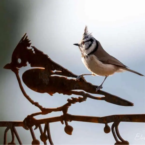Mésange huppée en acier