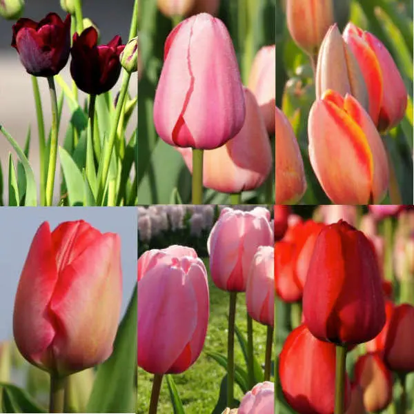 Mix de tulipes hautes bio