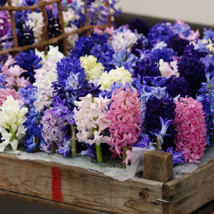 Mix de jacinthes bio