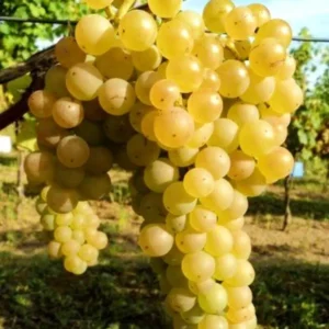 Pied de vigne naturellement résistant aux maladies Noah