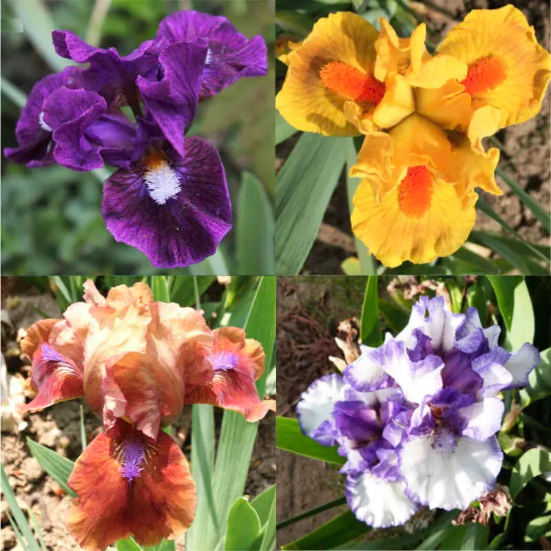 Pack iris nains