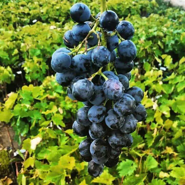Pack de pieds de vigne résistants aux maladies