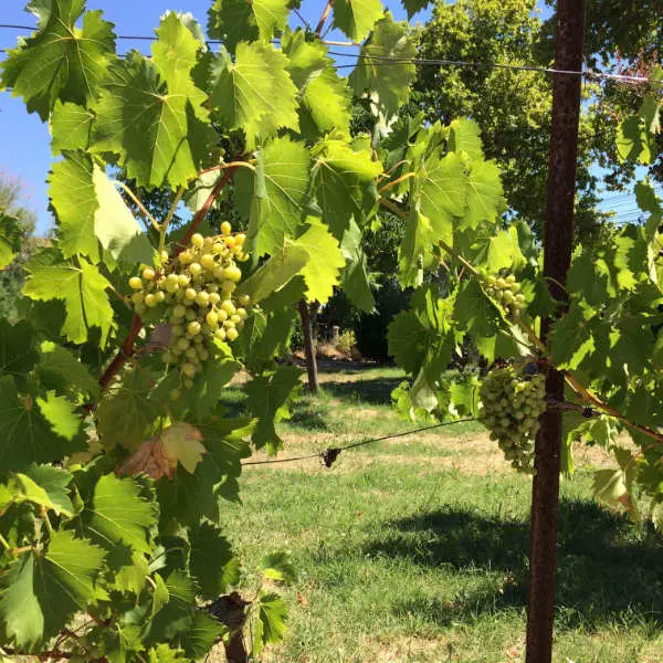 Pack de pieds de vigne résistants aux maladies