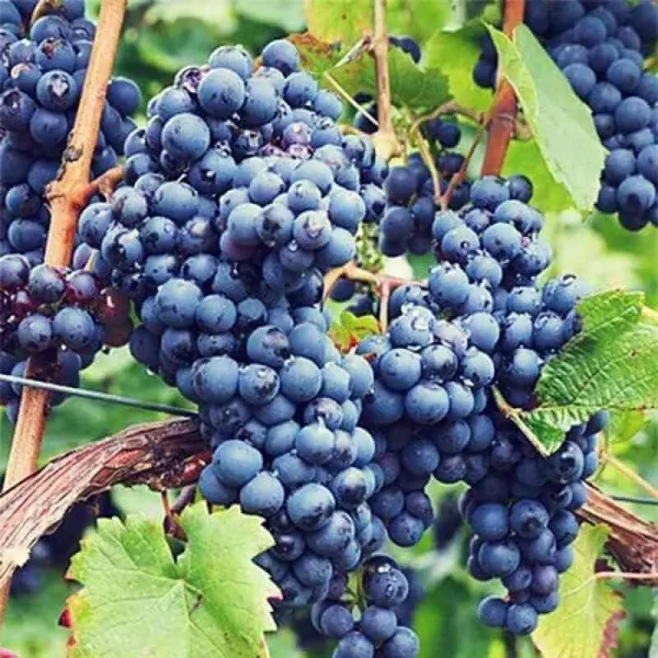 Pied de vigne Isabelle