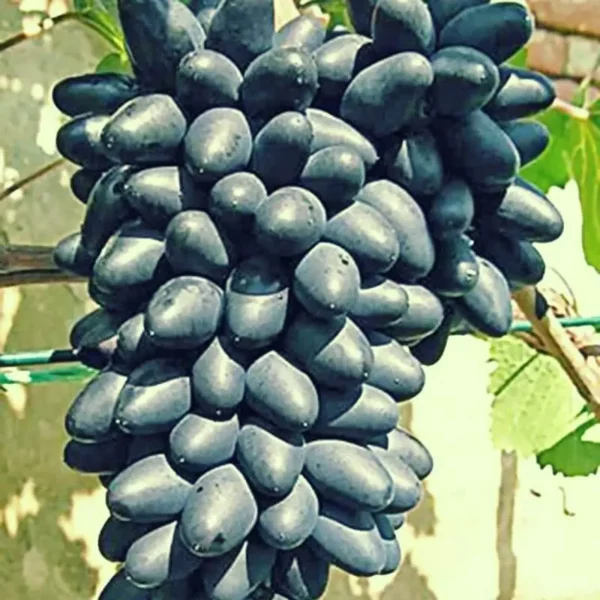 Pied de vigne naturellement résistant aux maladies Georg