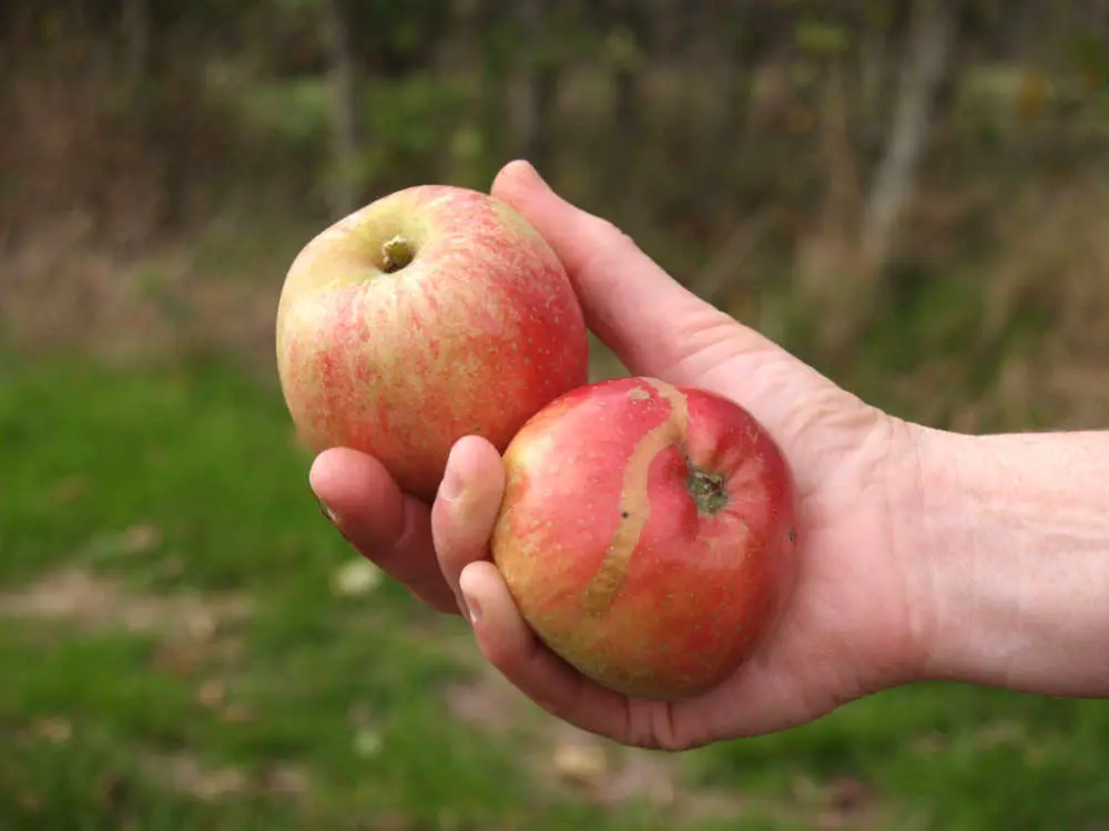 Pommiers des P&eacute;pini&egrave;res Prunier