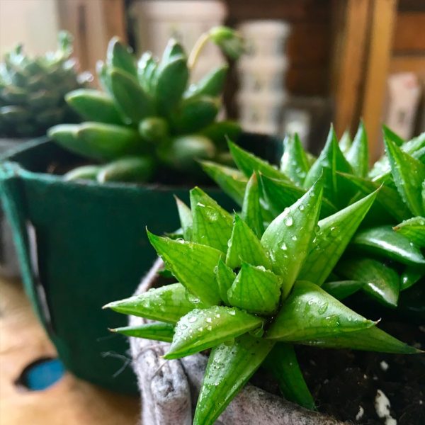 Pot géotextile pour succulentes et plantes grasses – Image 4