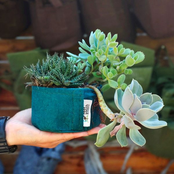 Pot géotextile pour succulentes et plantes grasses – Image 2