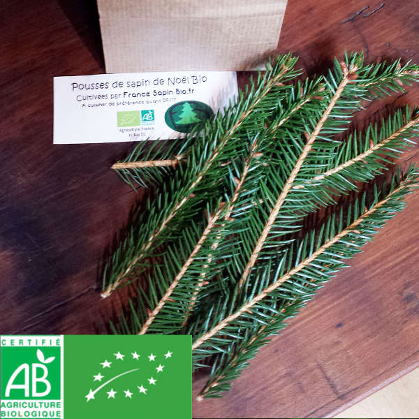 pousses de sapin bio