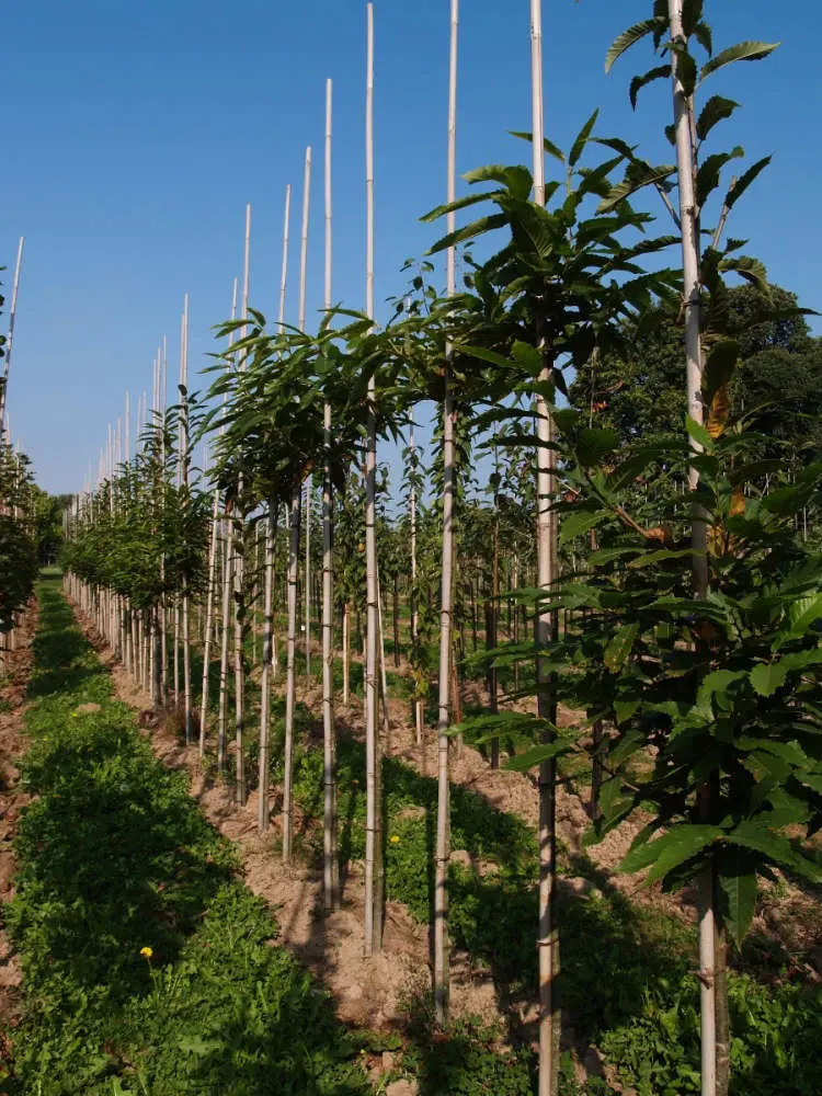 Production d'arbres aux P&eacute;pini&egrave;res Prunier