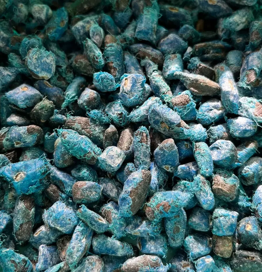 Ravenala madagascariens