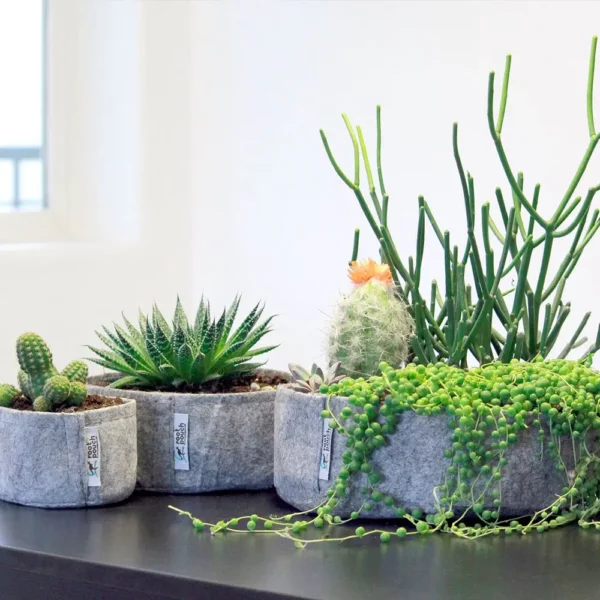 Pots géotextiles pour plantes grasses et succulentes