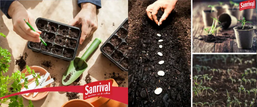 Les semences de San Rival Jardin