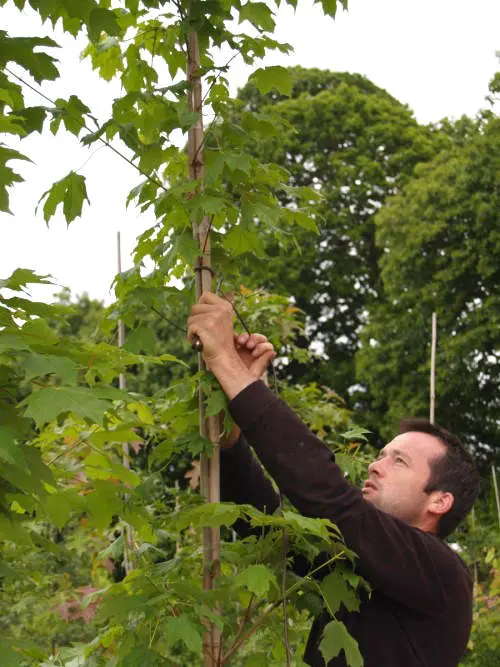 Soins aux arbres des P&eacute;pini&egrave;res Prunier