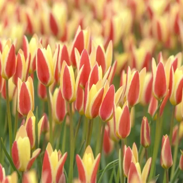 Tulipa Clusiana Tinka