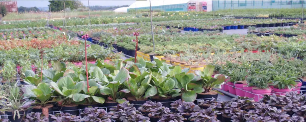 Les v&eacute;g&eacute;taux des P&eacute;pini&egrave;res Prunier