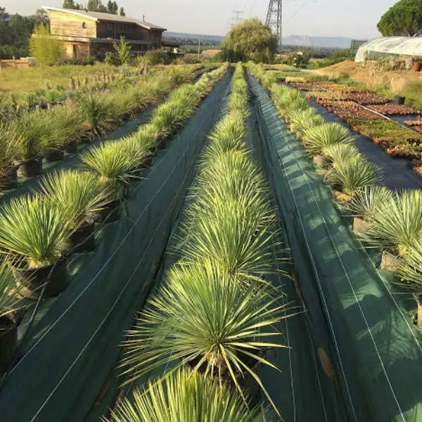 Yucca Rostrata
