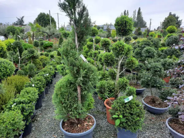 Les arbres et arbustes des P&eacute;pini&egrave;res de l'Authion