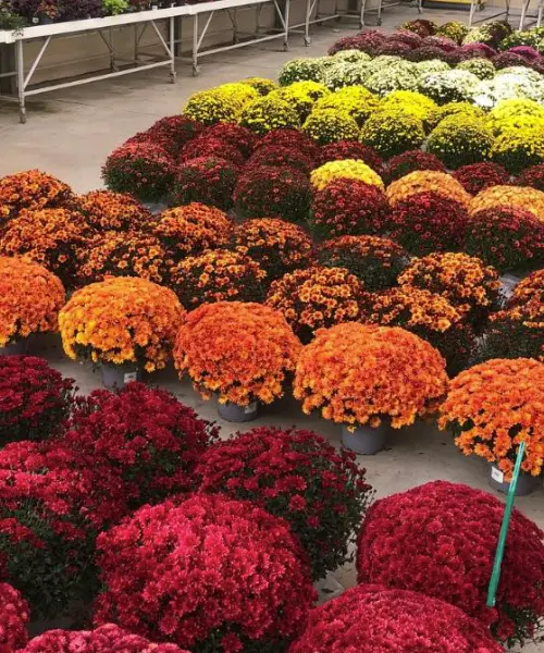 Les plantes de la Jardinerie Kallenkoot