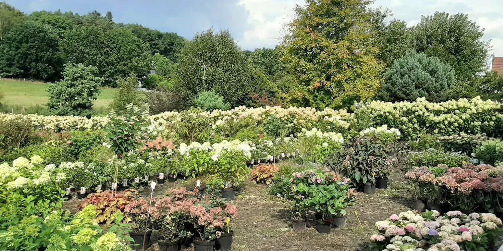 Une partie de la collection d'hydrangeas de la P&eacute;pini&egrave;re de la Thyle