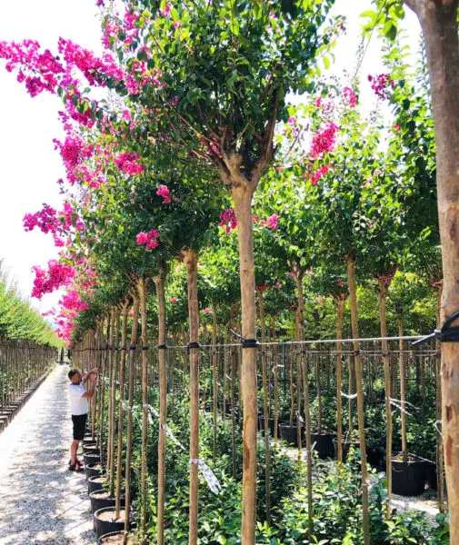 L'espace p&eacute;pini&egrave;re de la Jardinerie Kallenkoot