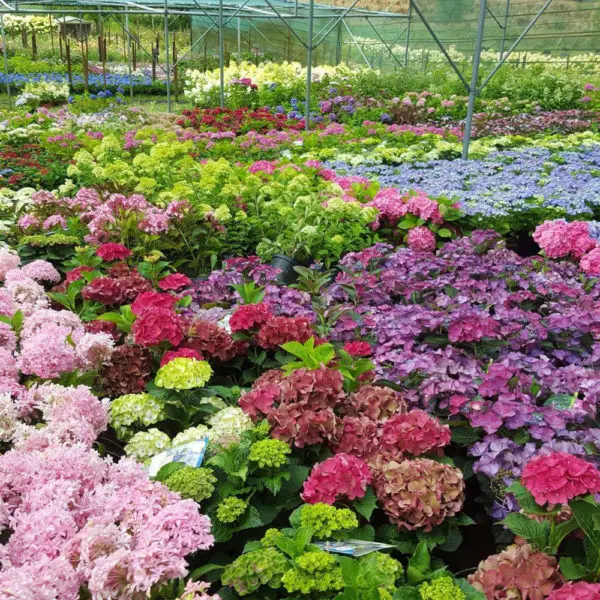 Hortensias de la p&eacute;pini&egrave;re de la Thyle