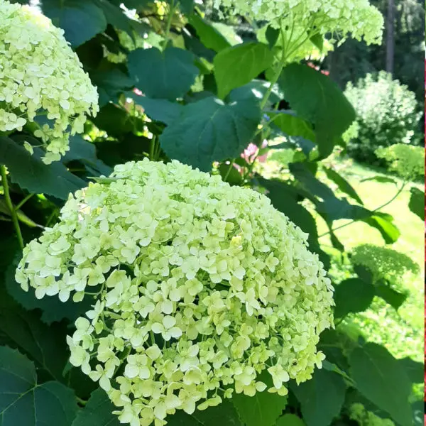 Hydrangea macrophylla de la P&eacute;pini&egrave;re de la Thyle