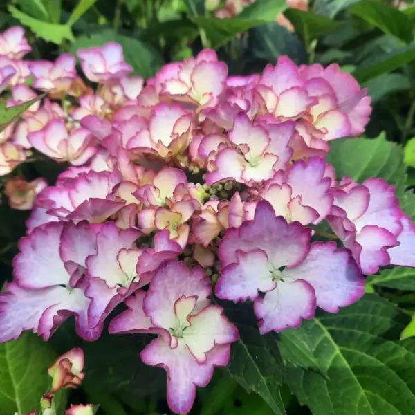 Hydrangea quercifolia de la P&eacute;pini&egrave;re de la Thyle