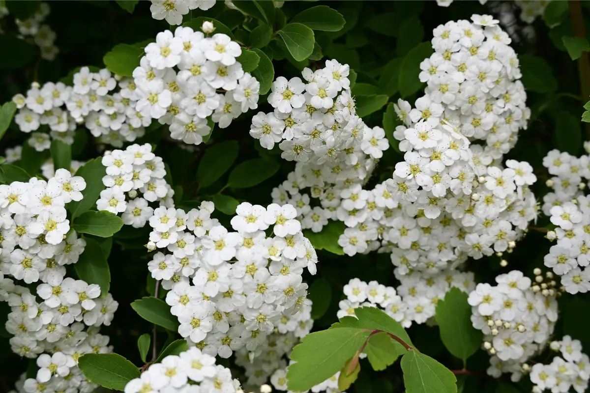 Jardinerie Kallenkoot