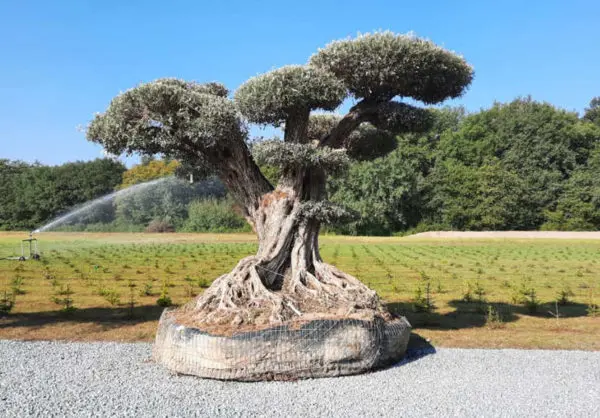 Les oliviers des P&eacute;pini&egrave;res de l'Authion