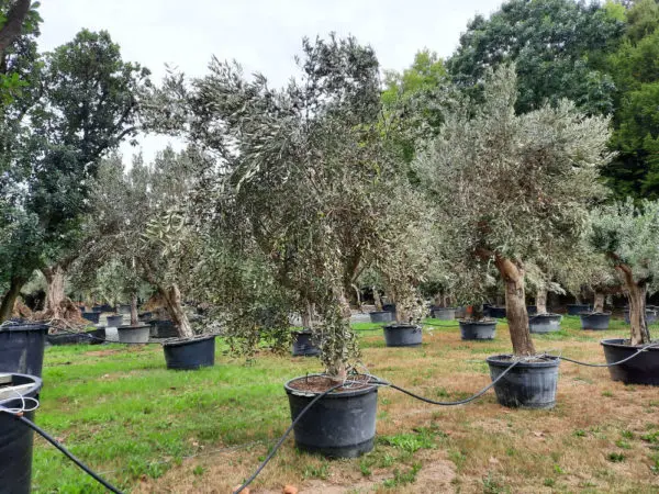 Les oliviers des P&eacute;pini&egrave;res de l'Authion